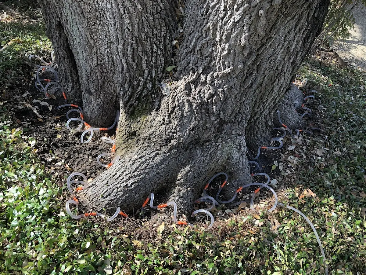 Detailed Tree Cabling and Bracing job site in Trevor