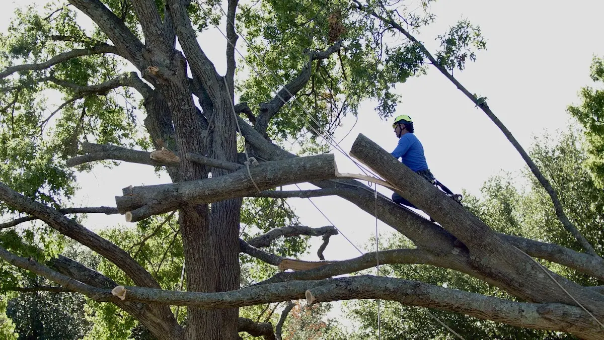 Professional Crown Thinning performed by certified arborists in Trevor